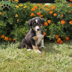 Clementine, Border Collie Puppy