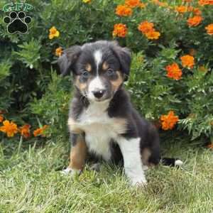 Clementine, Border Collie Puppy