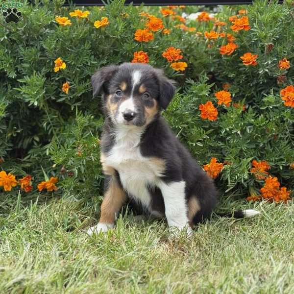 Clementine, Border Collie Puppy