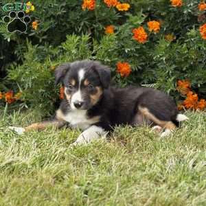 Clementine, Border Collie Puppy