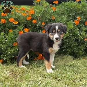 Clementine, Border Collie Puppy