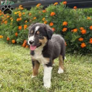 Clementine, Border Collie Puppy