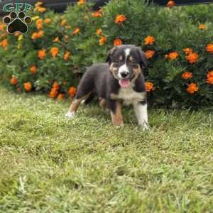 Clementine, Border Collie Puppy