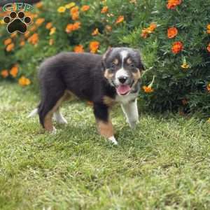 Clementine, Border Collie Puppy