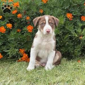 Chip, Border Collie Puppy