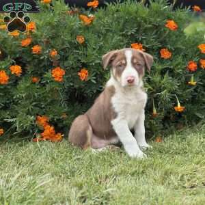 Chip, Border Collie Puppy