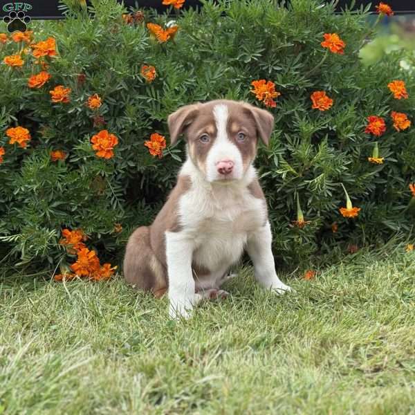 Chip, Border Collie Puppy