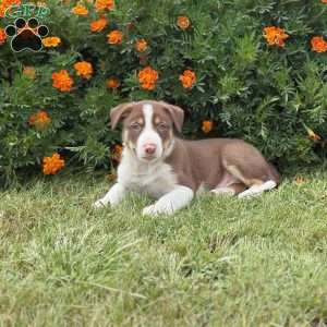 Chip, Border Collie Puppy