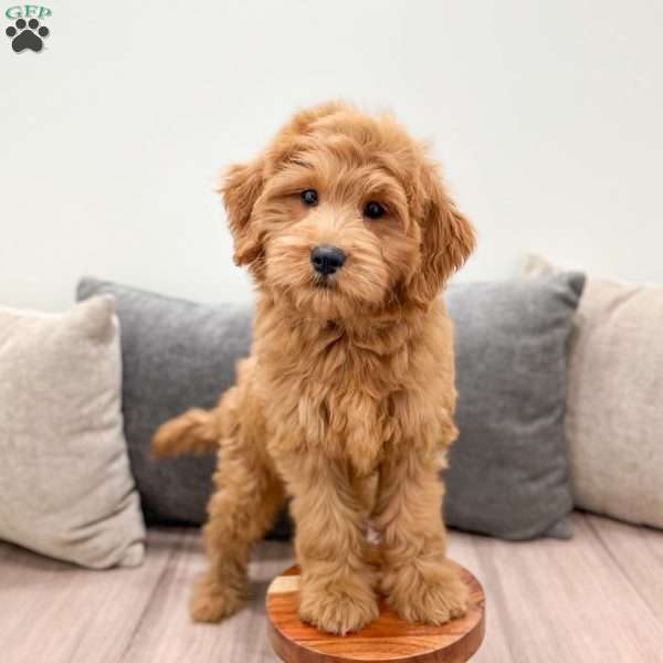 Nova, Mini Goldendoodle Puppy