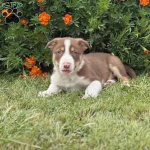 Chip, Border Collie Puppy