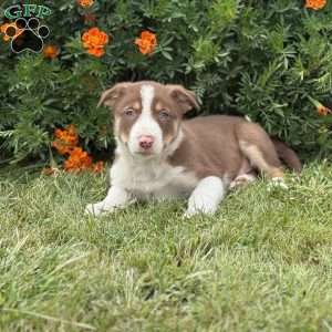 Chip, Border Collie Puppy