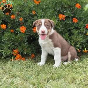 Chip, Border Collie Puppy