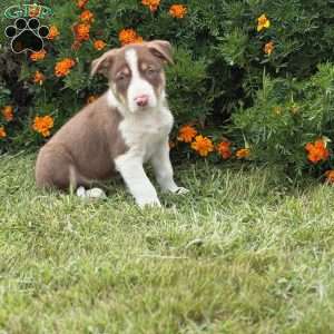 Chip, Border Collie Puppy