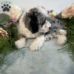 Pearl, Mini Bernedoodle Puppy