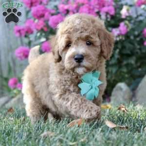 F1B Louie, Mini Goldendoodle Puppy