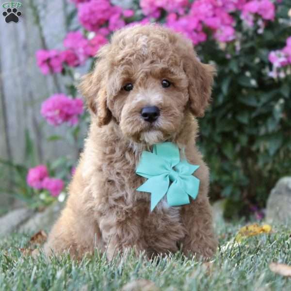 F1B Louie, Mini Goldendoodle Puppy