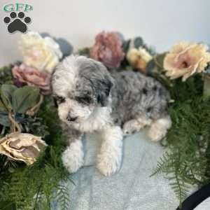 Pearl, Mini Bernedoodle Puppy
