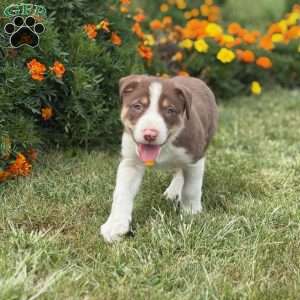 Chip, Border Collie Puppy