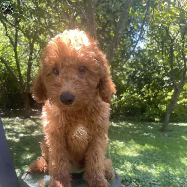 Franky, Mini Goldendoodle Puppy