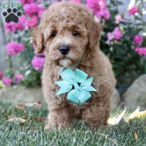 F1B Louie, Mini Goldendoodle Puppy