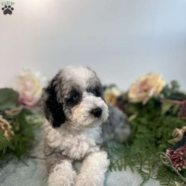 Pearl, Mini Bernedoodle Puppy