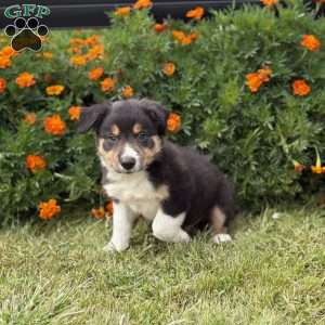 Clover, Border Collie Puppy