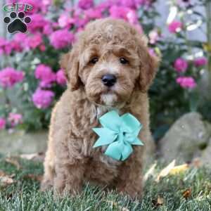 F1B Louie, Mini Goldendoodle Puppy