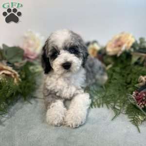 Pearl, Mini Bernedoodle Puppy