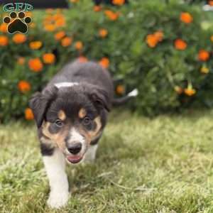 Clover, Border Collie Puppy