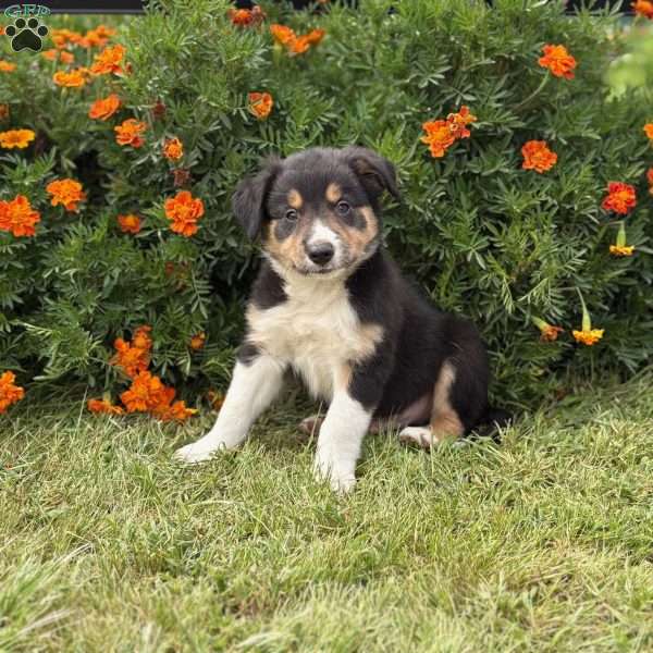 Clover, Border Collie Puppy
