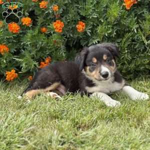 Clover, Border Collie Puppy
