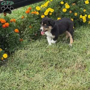 Clover, Border Collie Puppy