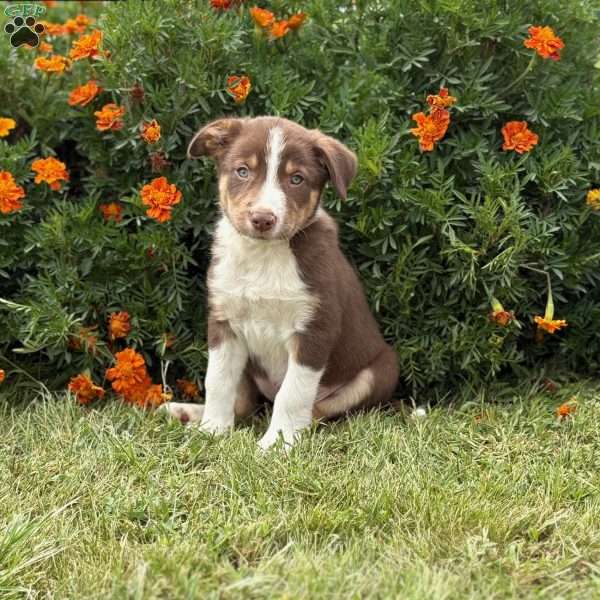 Chocolate, Border Collie Puppy