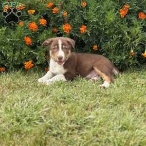 Chocolate, Border Collie Puppy