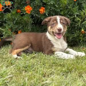 Chocolate, Border Collie Puppy
