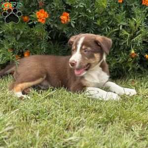 Chocolate, Border Collie Puppy