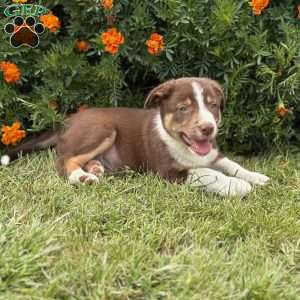 Chocolate, Border Collie Puppy
