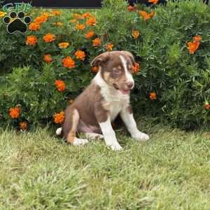 Chocolate, Border Collie Puppy