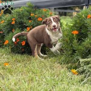 Chocolate, Border Collie Puppy