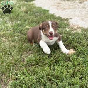 Chocolate, Border Collie Puppy