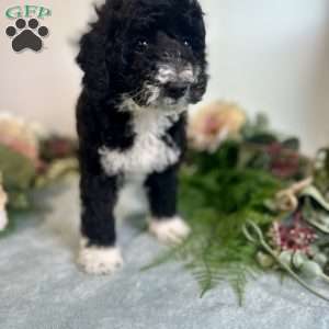 Diamond, Mini Bernedoodle Puppy