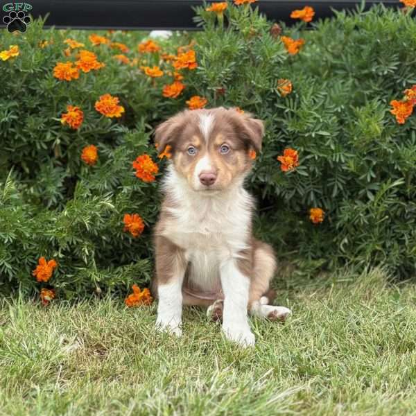 Cookie, Border Collie Puppy