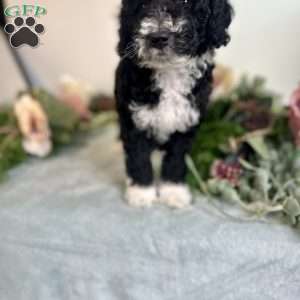 Diamond, Mini Bernedoodle Puppy
