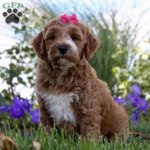 F1B Nova, Mini Goldendoodle Puppy