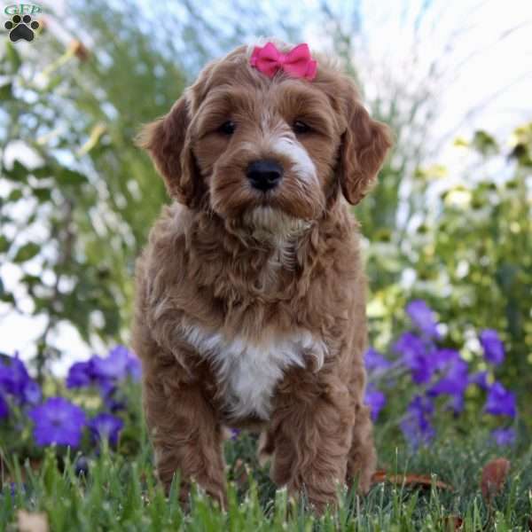 F1B Nova, Mini Goldendoodle Puppy