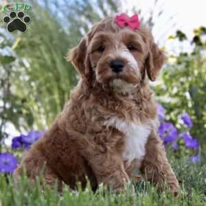 F1B Nova, Mini Goldendoodle Puppy