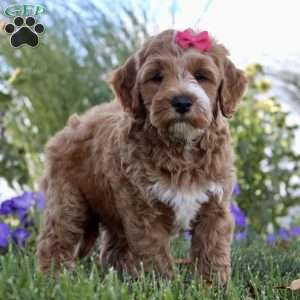 F1B Nova, Mini Goldendoodle Puppy