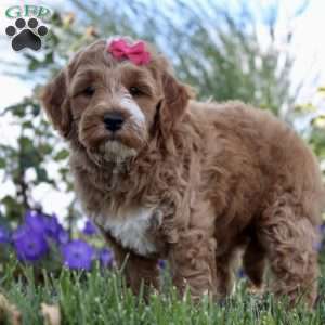 F1B Nova, Mini Goldendoodle Puppy