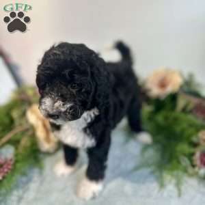 Diamond, Mini Bernedoodle Puppy