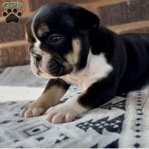 Glow, English Bulldog Puppy